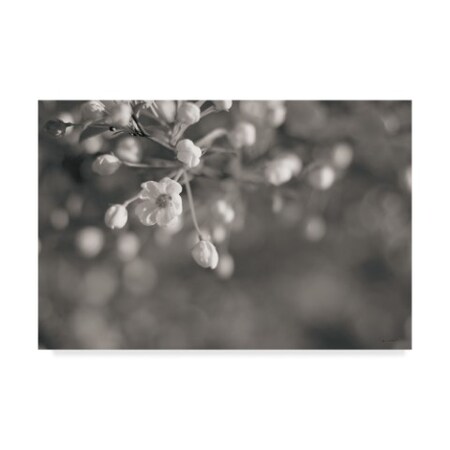 Sue Schlabach 'Blush Blossoms Ii Bw' Canvas Art,12x19